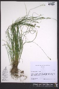 Carex radiata image