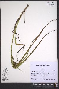 Carex aureolensis image