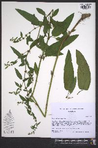 Rumex altissimus image