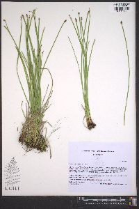 Eleocharis bifida image