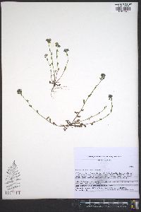 Phacelia dubia var. interior image