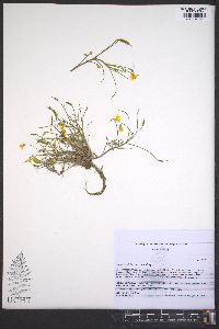 Leavenworthia torulosa image