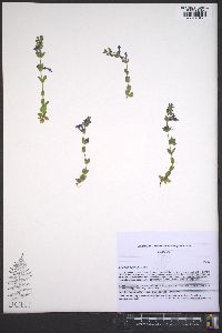 Scutellaria parvula image