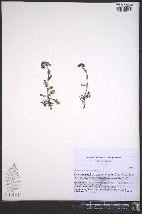 Phacelia dubia image