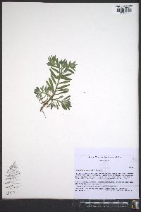 Buglossoides arvensis image