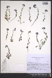 Phacelia dubia image