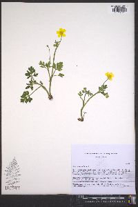 Ranunculus bulbosus image