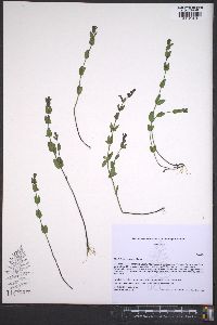 Scutellaria parvula image