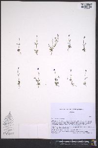 Houstonia pusilla image