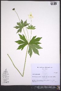 Anemone canadensis image