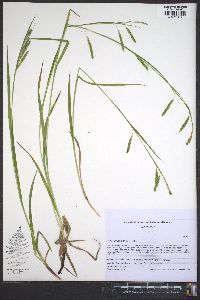 Carex oxylepis image