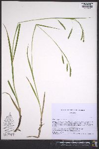 Carex oxylepis image