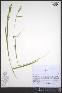 Carex oxylepis image