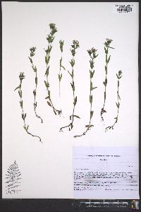 Houstonia purpurea image