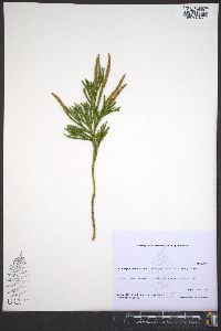 Dendrolycopodium hickeyi image