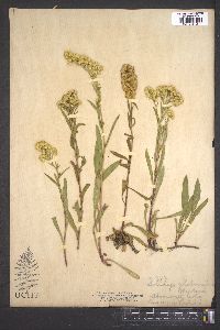 Solidago missouriensis var. fasciculata image