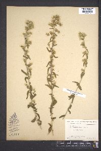 Image of Coleosanthus scaber