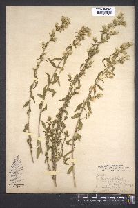 Image of Coleosanthus brachyphyllus