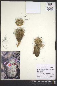 Mammillaria grahamii image