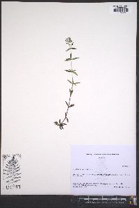 Houstonia longifolia image