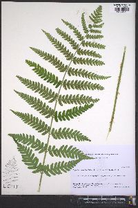 Dryopteris celsa image