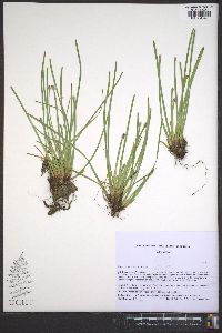 Eleocharis bifida image