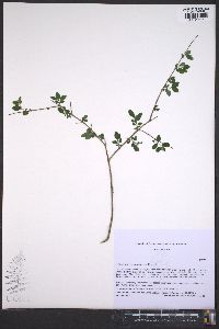 Symphoricarpos orbiculatus image