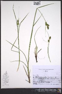 Carex bushii image