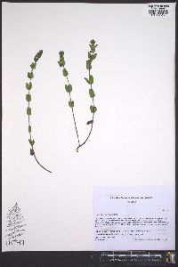 Scutellaria parvula image