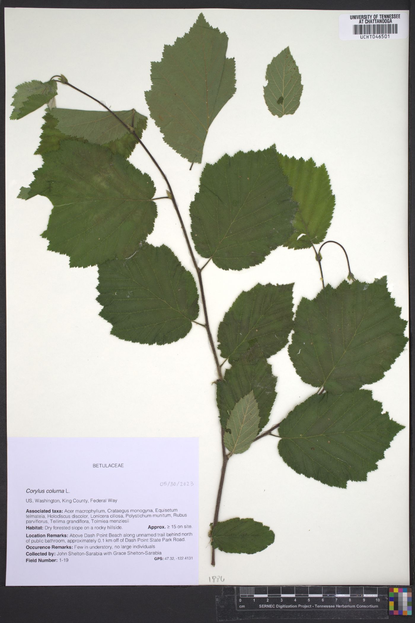 Corylus colurna image