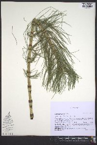 Equisetum telmateia image