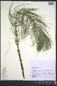 Equisetum telmateia image