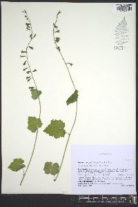 Tolmiea menziesii image