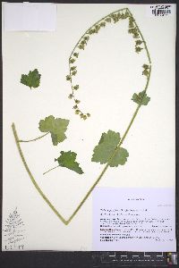 Tellima grandiflora image