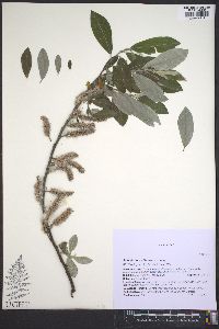 Salix sitchensis image