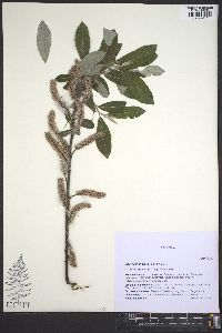 Salix sitchensis image