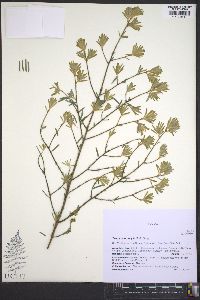 Tsuga heterophylla image