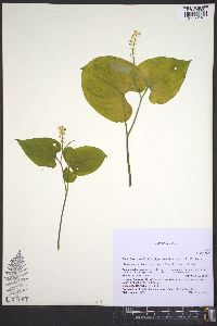 Maianthemum dilatatum image