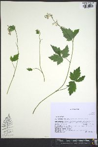 Tiarella trifoliata image