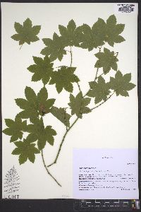 Acer circinatum image