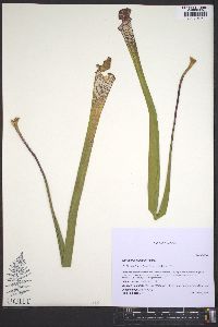 Sarracenia leucophylla image