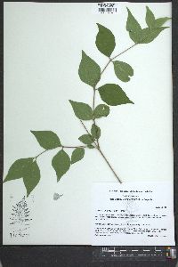 Lonicera maackii image