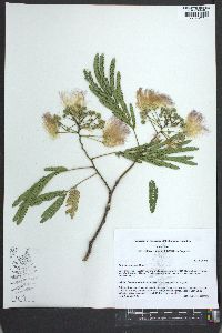 Albizia julibrissin image