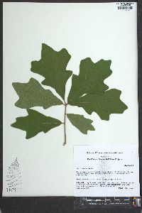 Quercus lyrata image