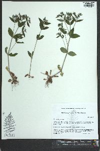 Houstonia purpurea image