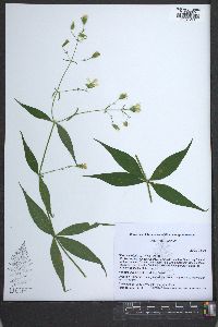 Silene stellata image