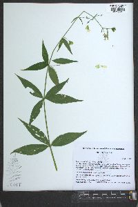 Silene stellata image