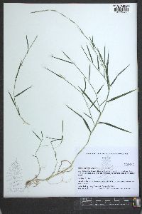 Muhlenbergia schreberi image