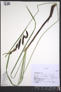 Carex obnupta image