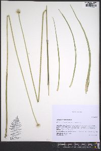 Eriocaulon decangulare image